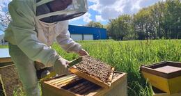 Info insolite  depuis ce printemps 2024, l’entreprise alredis, à brec’h, accueille deux ruches dont s’occupe you and bees. 