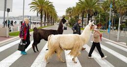 Info insolite  des lamas traversent au passage piéton sur la promenade des anglais, dimanche 28 avril. 