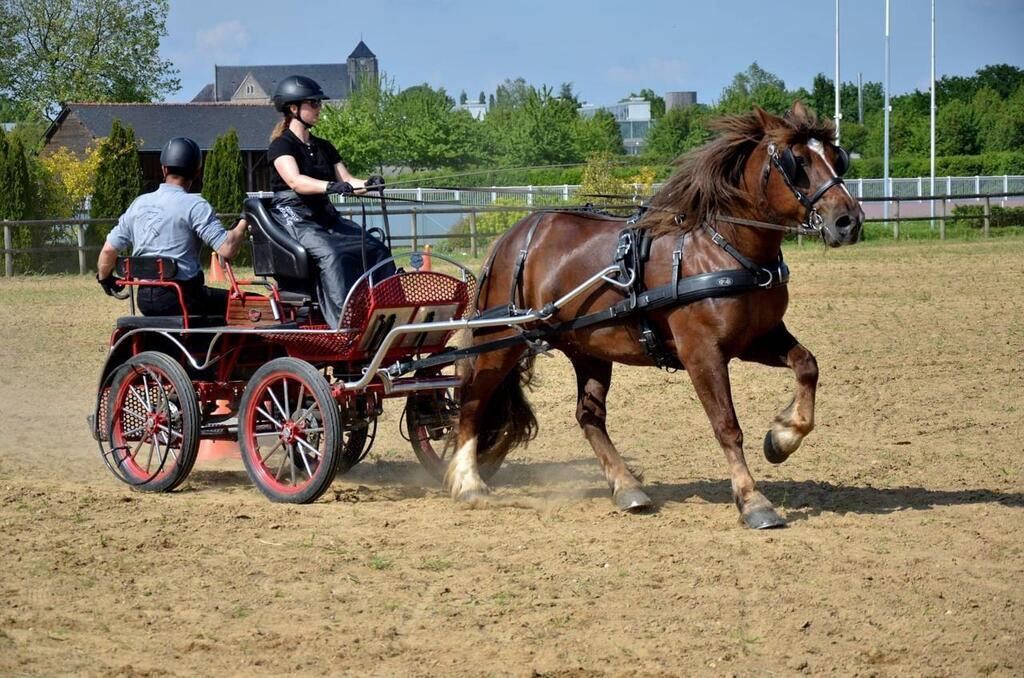 Les chevaux de trait feront leur show le 5 mai à Cordemais . Sport - La ...