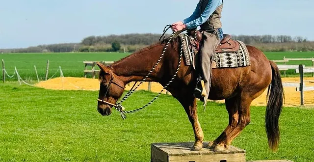 photo  les cavaliers présenteront des techniques de travail de cow-boy.  &copy;  cowboy legend 