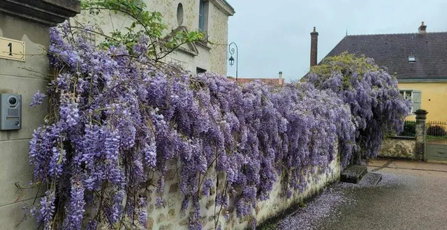 photo  la glycine de la discorde.  &copy;  ouest-france 