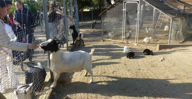 photo  au jardin des plantes d’angers (maine-et-loire), la visite aux poules, lapins et chèvres de la ferme est incontournable.  &copy;  ouest-france 