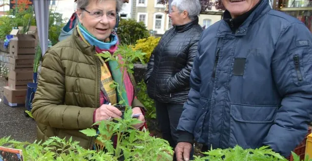 photo  les plants de tomate ont remporté un vif succès.  &copy;  le maine libre 
