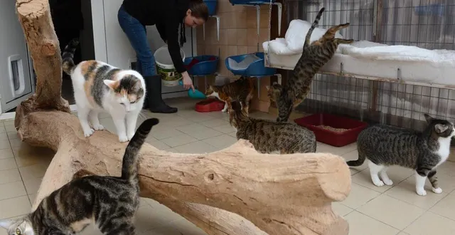 photo  une cinquantaine de chats adultes sont à l’adoption chaque jour à la spaa d’angers.  &copy;  archives laurent combet 