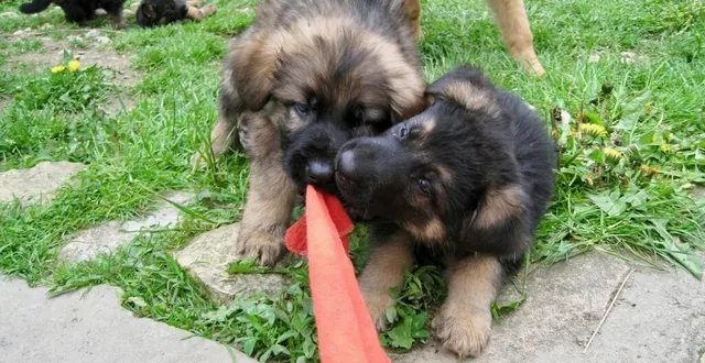 photo  les chiots sont tout particulièrement vulnérables face aux vers parasites.  &copy;  christel trinquier, ouest-france 
