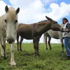 photo beaupréau, la hérissière, mardi 7 mai 2024. propriétaire du gîte de la petite forêt avec son mari, myriam ruiz a vu dans la route d’artagnan une opportunité. celle de proposer l’accueil des cavaliers et de leurs chevaux.