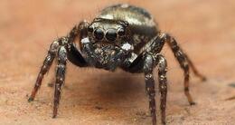 Info insolite  l’espèce exotique inconnue découverte en grande-bretagne a été répertoriée par les chercheurs comme appartenant à la famille des « araignées sauteuses » dont les plus proches parents se trouvent dans les caraïbes. 