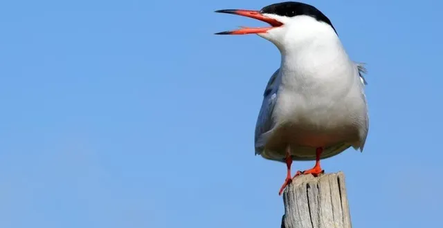 photo  parmi les oiseaux que l’on peut croiser en cette période de nidification aux lacs de la monnerie de la flèche (sarthe) : la sterne pierregarin.  &copy;  archives ouest-france / thierry creux 