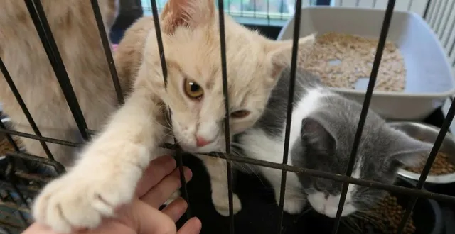 photo  des animaux seront à adopter.  &copy;  archives le courrier de l’ouest 