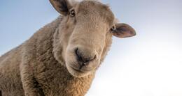 Info insolite  quatre moutons ont été inscrits à l’école de nitting-voyer-hermelange (moselle) pour sauver une classe menacée de fermeture. photo d’illustration. 