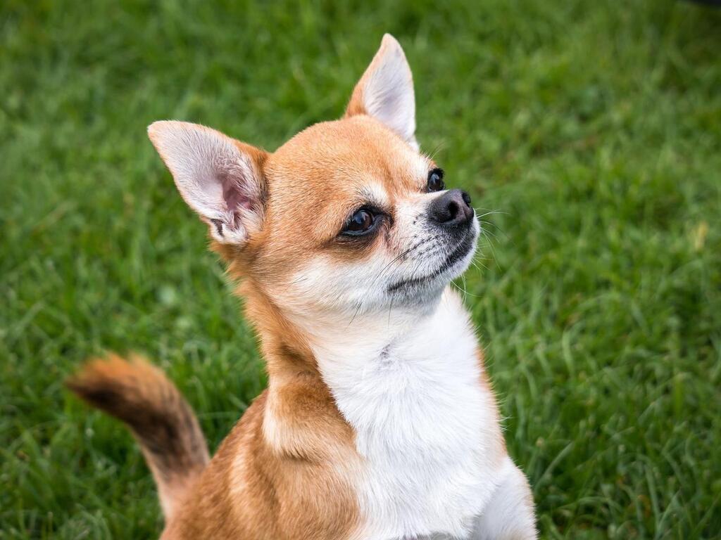 Enlevé Par Des Vacanciers, Un Chien Retrouvé à 800 Km De Chez Lui ...