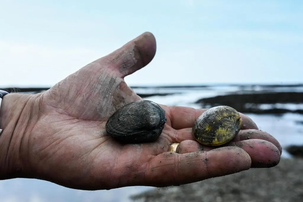 Lot De 4 Jauges Graduées Pour Crabes - Outil De Mesure Des