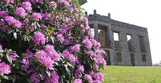 photo  ce lundi 20 mai 2024, de nombreux promeneurs sont venus voir les rhododendrons en fleurs du mont de cerisy-belle-étoile.  &copy;  archives ouest-france. 