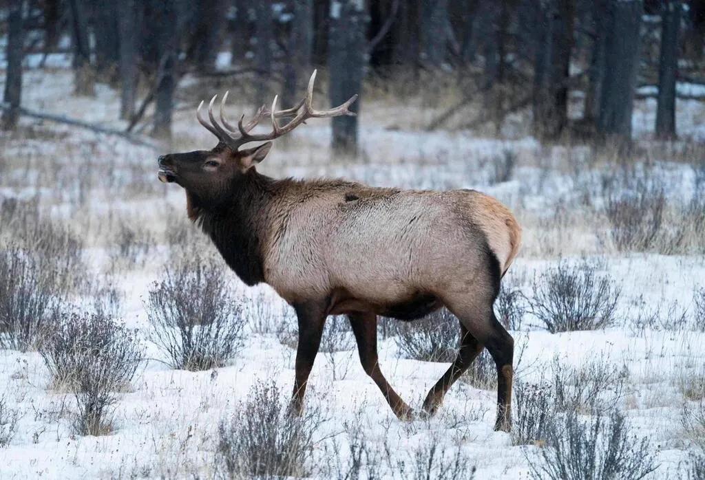 En Alaska, un élan tue un habitant qui tentait de prendre en photo ses bébés
