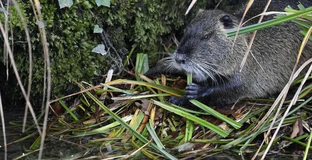 photo  comme de nombreux territoires, la communauté de communes de loué-brûlon-noyen n’est pas épargnée par la prolifération des ragondins et rats musqués. photo d’illustration.  &copy;  thierry creux / archives ouest-france 