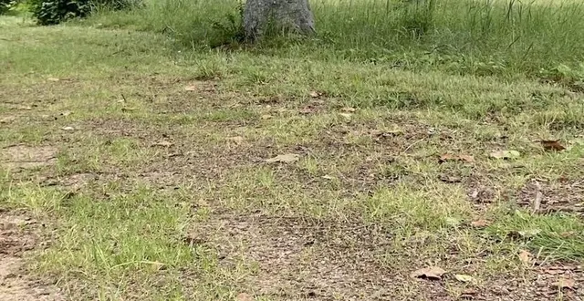 photo  la chouette hulotte blessée a été retrouvée au sol dans le parc de l’hôtel du département.  &copy;  cd 72 