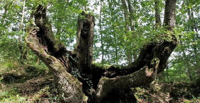 photo  les arbres têtards forment des habitats favorables au développement des insectes.  &copy;  ouest-france 