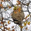 photo pour faire face au fléau des frelons asiatiques, le conseil départemental et des communes de l’agglomération de flers promettent des aides financières.