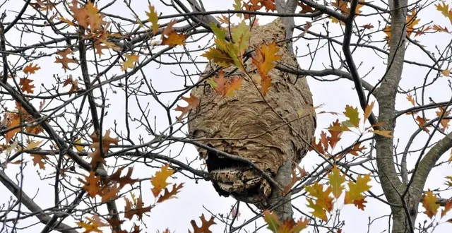 photo  pour faire face au fléau des frelons asiatiques, le conseil départemental et des communes de l’agglomération de flers promettent des aides financières.  &copy;  archives ouest-france 