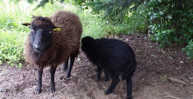 photo  brigitte et cannelle sont encore un peu méfiantes envers les visiteurs.  &copy;  le maine libre 