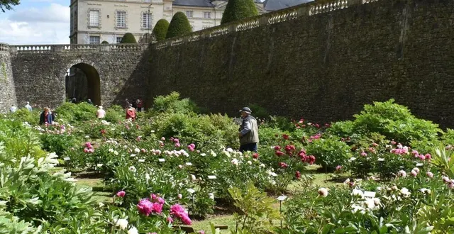 photo  les pivoines jouent les prolongations  &copy;  le maine libre 