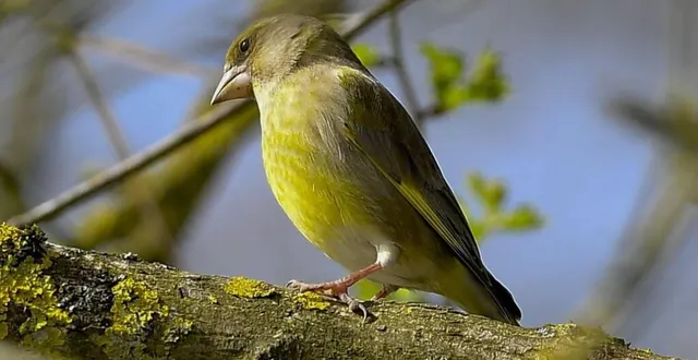 photo  c’est le conseil départemental, l’agglomération saumur val de loire et la lpo anjou qui proposent ce rendez-vous. (image d’illustration).  &copy;  archives 