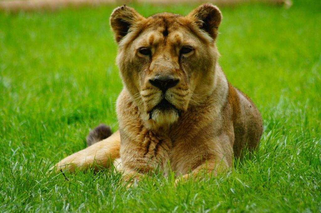 Kenya. Une lionne s’introduit dans un jardin et mange le chien de la ...