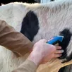 photo avant de procéder au dépistage, le vétérinaire tond une petite partie dans l’encolure de l’animal pour mesurer l’épaisseur de la peau et injecter le produit. lorsqu’une vache est testée positive à la tuberculose bovine, les bêtes doivent être envoyées à l’abattoir.