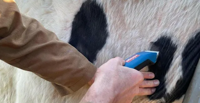 photo  avant de procéder au dépistage, le vétérinaire tond une petite partie dans l’encolure de l’animal pour mesurer l’épaisseur de la peau et injecter le produit. lorsqu’une vache est testée positive à la tuberculose bovine, les bêtes doivent être envoyées à l’abattoir.  &copy;  archives 
