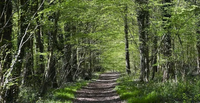 photo  la forêt du haut-bois de brette-les-pins a été déclarée espace naturel sensible en 2018.  &copy;  photo d’illustration : archives le maine libre - hervé petitbon 