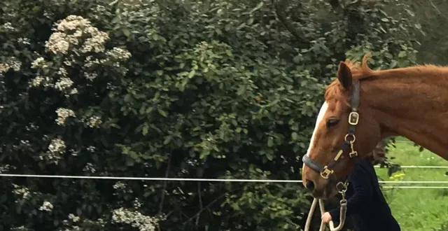 photo  le cheval, un compagnon de promenade sensible et réceptif.  &copy;  ouest-france 