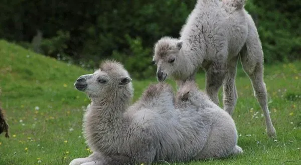 photo  le parc animalier d’écouves héberge plus de 400 animaux originaires du monde entier qui vivent en semi-liberté sur les 18 hectares du parc.  &copy;  ouest-france 