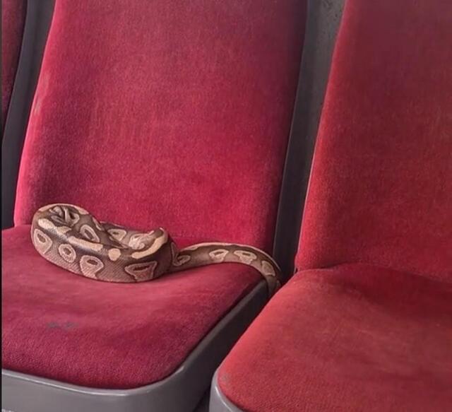 Il oublie son python dans un bus en Normandie - Clermont-Ferrand ...