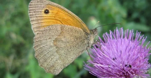 photo  l’atlas de la biodiversité intercommunal, un inventaire de la faune et la flore sur le territoire.  &copy;  cpie 
