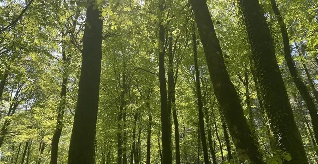 photo  les promeneurs pourront découvrir pour la première fois la richesse du bois de fraisiers (photo d’illustration).  &copy;  archives ouest-france 