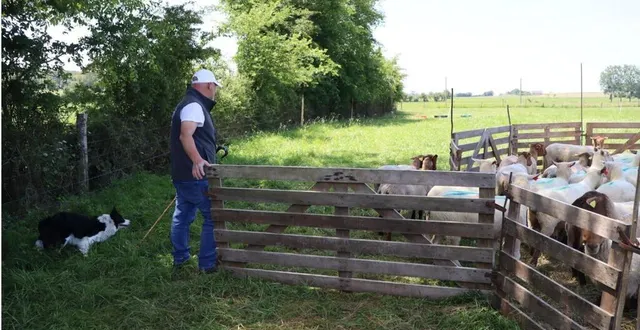 photo  les chiens de troupeau, véritable collègue des éleveurs.  &copy;  ouest-france 