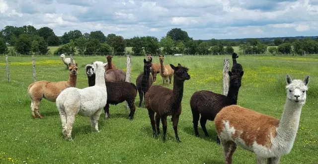 photo  la laine des alpagas de la ferme brin de laine brin de paille, située à sèvremoine, permet de tricoter bonnets, pulls ou encore chaussettes.  &copy;  ferme brin de laine brin de paille 