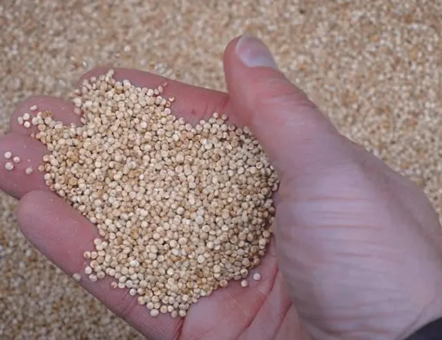 photo un quart du quinoa consommé en france est produit en anjou.  ©  capl