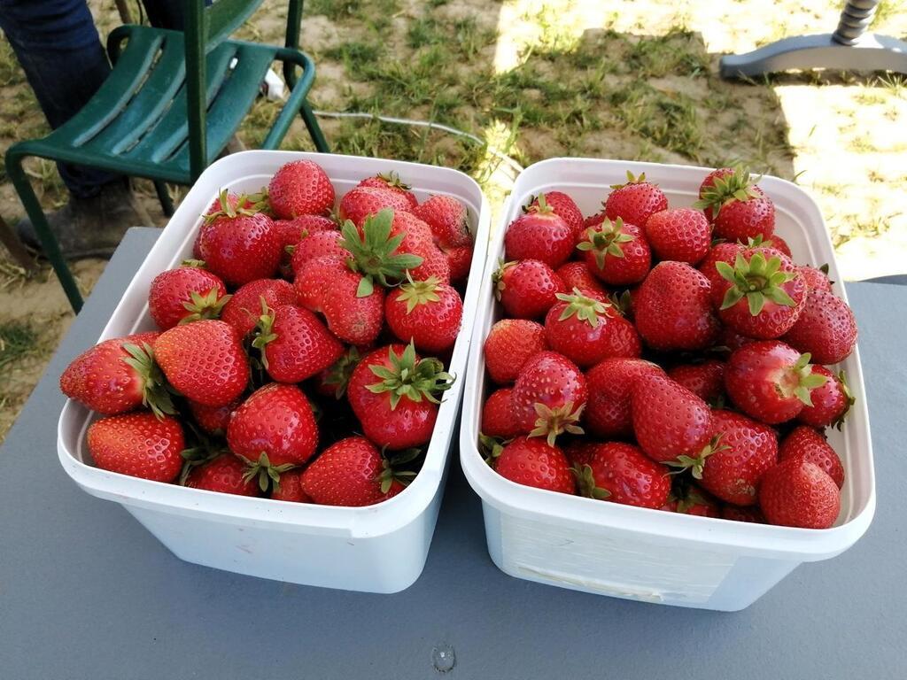 Cambes-en-Plaine. On peut cueillir ses fraises jusqu’à début juillet ...