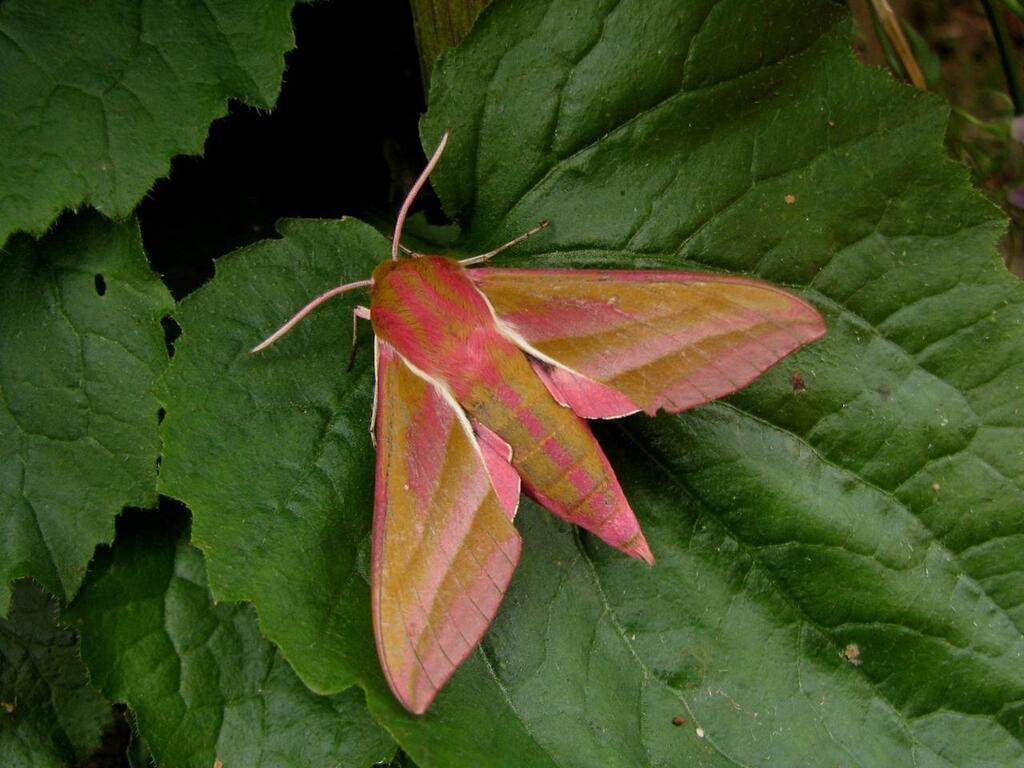 Entretien Papillons De Jour Ou De Nuit Des Ambassadeurs De La Biodiversit Dans Nos Jardins