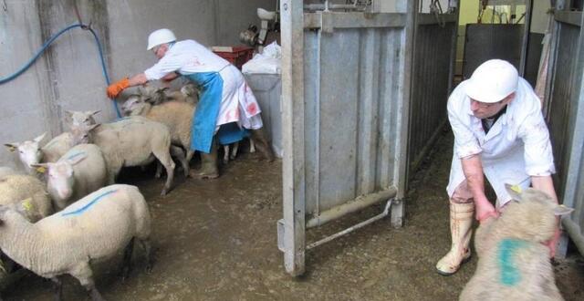 En Finistère, deux abattoirs habilités pour la fête de l’Aïd-El-Kébir ...