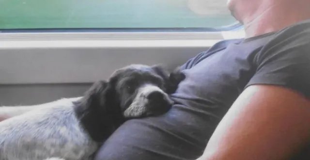 photo  un voyageur en plein sommeil avec son chien sur les genoux. une des photos visibles à la rotonde, jusqu’au 26 juin.  &copy;  gilles boitard 