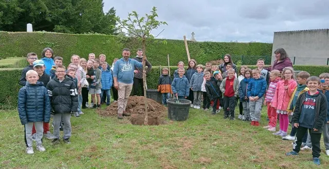 photo  le mûrier à feuilles de platane serait le deuxième dans la communauté urbaine.  &copy;  ouest-france 