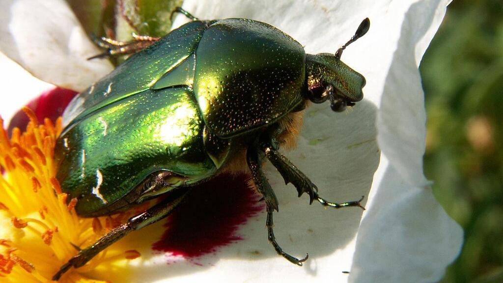 Biodiversité en pays d’Auray. Connaissez-vous vraiment… La cétoine ...