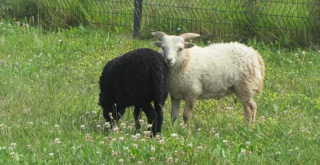 photo  une herbe abondante, de larges espaces, un abreuvoir… les moutons de noirmoutier s’accommodent des lieux avec spontanéité.  &copy;  co 