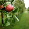 photo  cinq arboriculteurs du sud de la sarthe cherchent à recruter des saisonniers pour la cueillette des pommes. (photo d’illustration) 