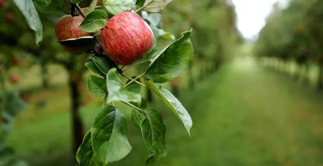photo  cinq arboriculteurs du sud de la sarthe cherchent à recruter des saisonniers pour la cueillette des pommes. (photo d’illustration)  &copy;  archives ouest-france 