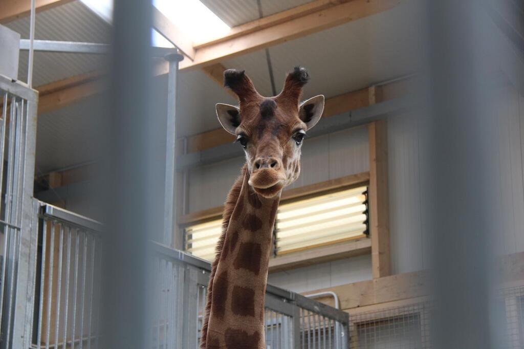 « Une grande étape de la vie du parc » : au zoo de La Flèche, un tout ...