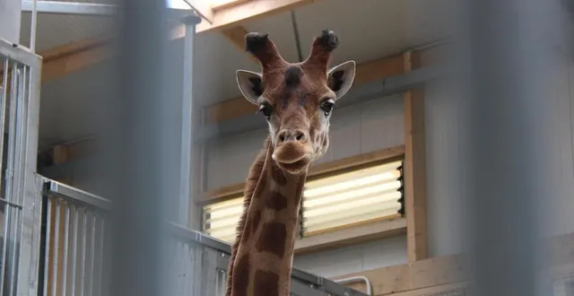 photo  spacieux et très haut de plafond, le nouveau bâtiment des girafes du zoo de la flèche (sarthe) a été conçu sur mesures pour ses pensionnaires.  &copy;  ouest-france 