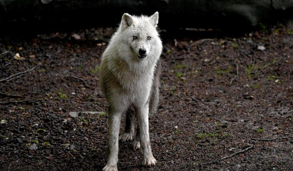 femme mordue par des loups au zoo de thoiry